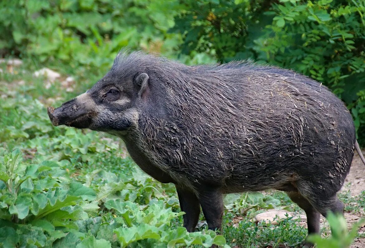 Дикий кабан секач вепрь. Кабан вепрь секач 600 кг. Секач кабан и кабанёнок. Вепрь секач. Подсвинок дикого кабана.