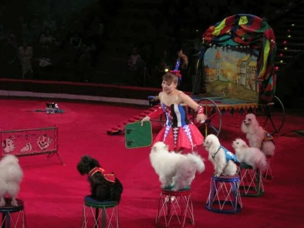 В цирке выступали собачки. Собаки в цирке. Собаки в цирке. Пудель в цирке. В цирке выступали собачки.