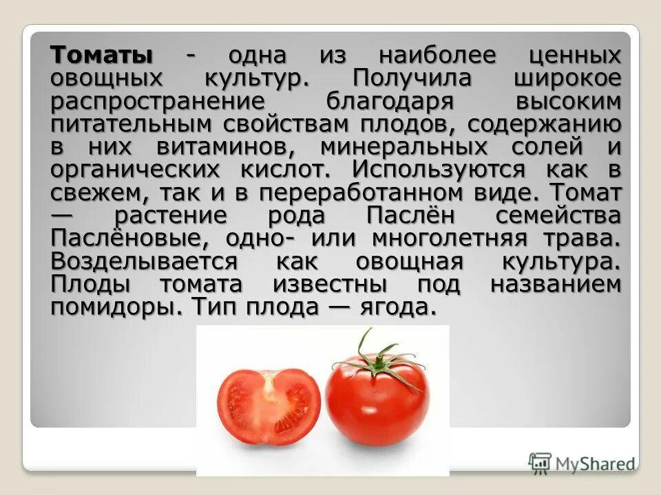 Можно дать томат. Сообщение о томате. томат доклад. доклад про помидор. о помидорах кратко.