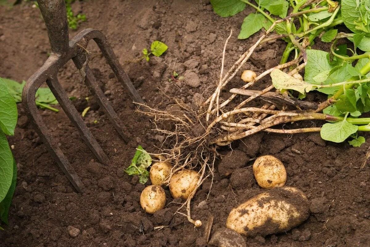 Картофель в земле. Картошка на грядке. Посадка картошки. Картофельные грядки. К чему снится сон сажать картошку