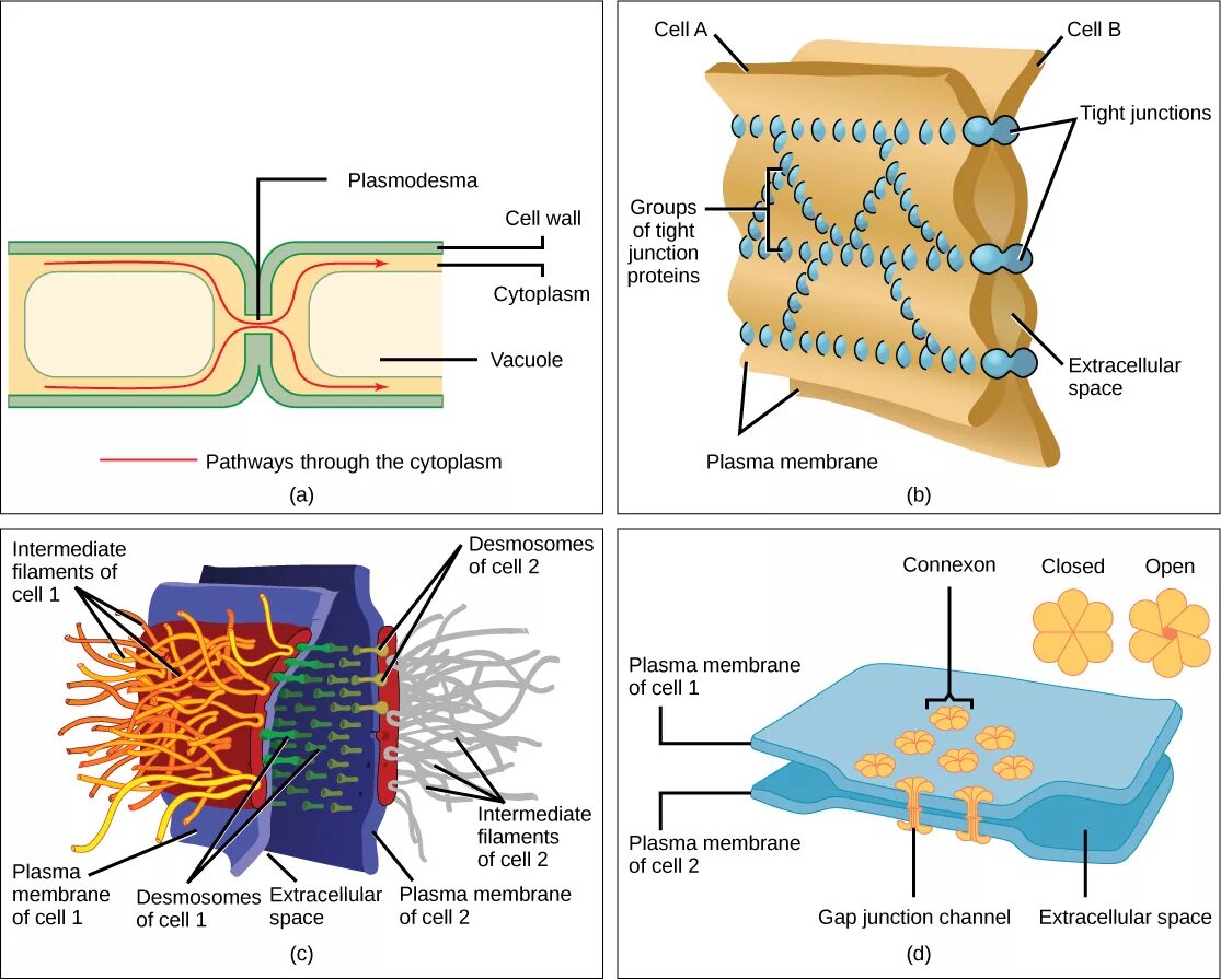 Клеточная перетяжка у каких клеток. Клеточная стенка плазмодесмы. Плазмодесмы растительной клетки схема. Межклеточные контакты растительной клетки. Клеточная стенка и плазматическая мембрана плазмодесмы.