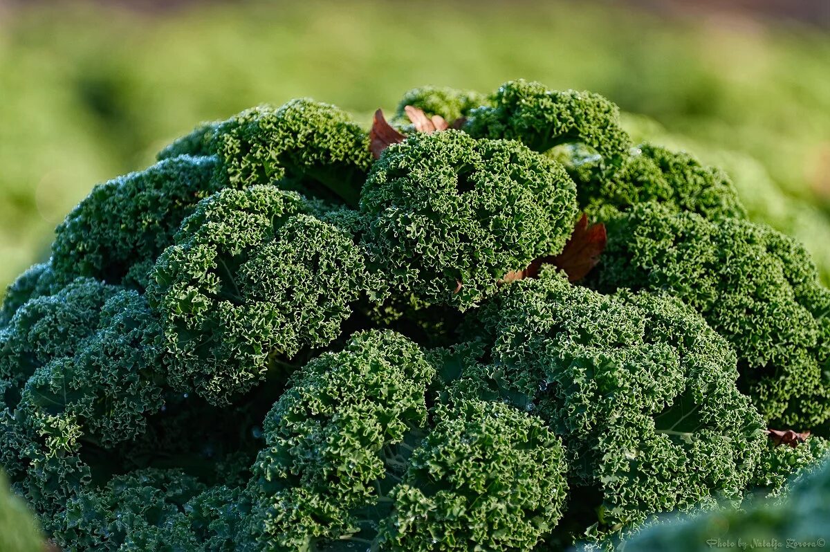 цвет капусты кале. капуста кале фото способ приготовления. цвет капусты кале. капуста кудрявая кейл. цвет капусты кале.