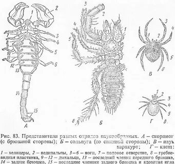 Личинка рака