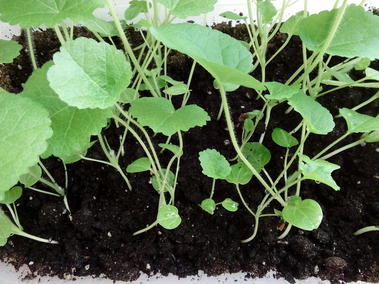 Мальва цветок всходы. Мальва рассада выращивание. Мальва рассада выращивание. Мальва рассада выращивание. Мальва рассада.