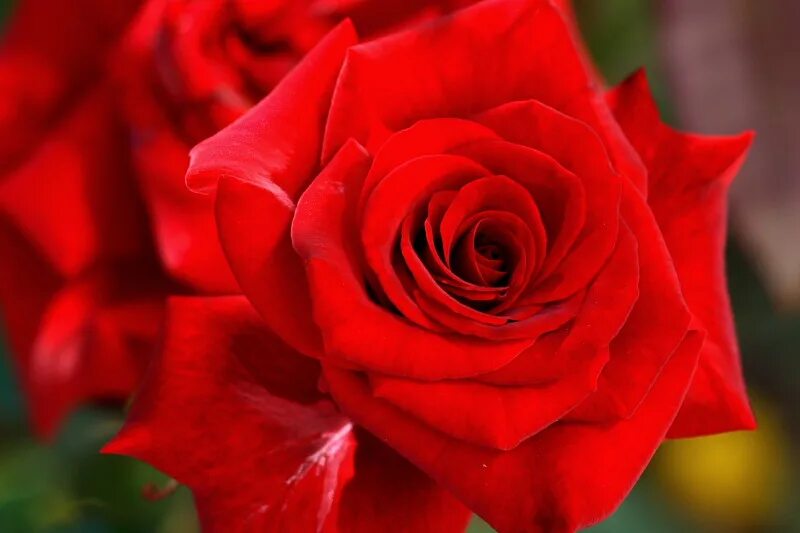 Розочка слушать. Красные розы. Красные розы фото. Красивые Алые розы.