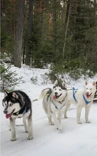 Хаски красноярск