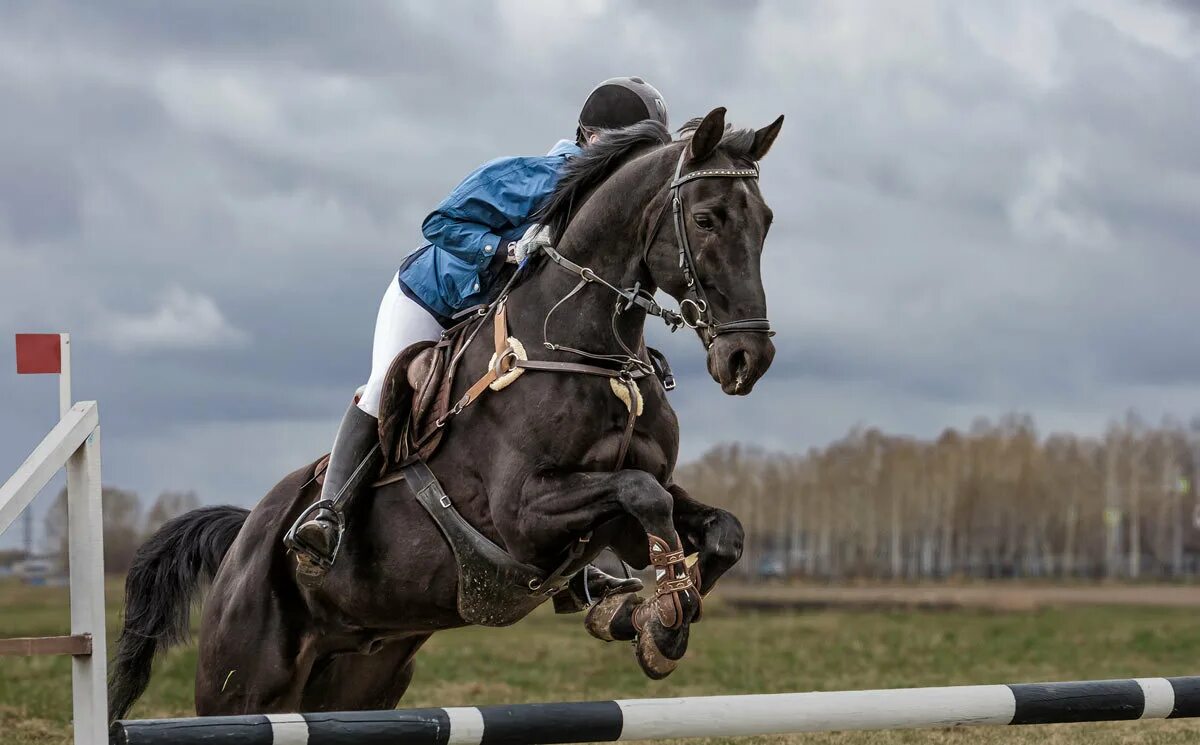 Хорсинг хоббихорсинг. Хоббихорсинг троеборье. Хобби хорс соревнования по конкуру. Хоббихорсинг конкур. Хоббихорсинг конкур.