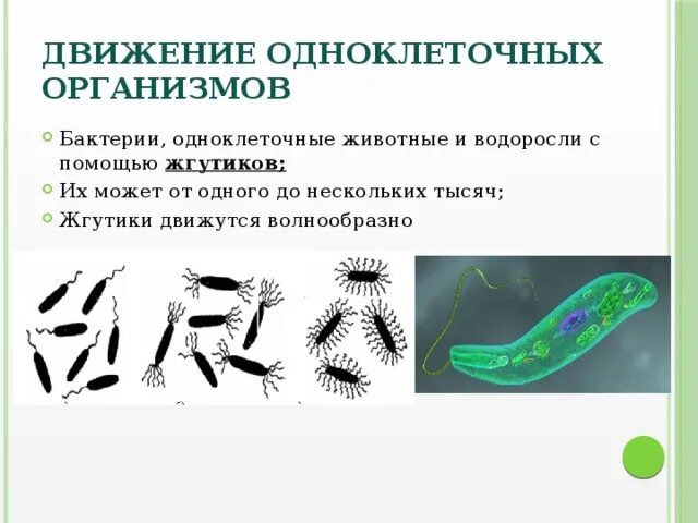 Передвижение многоклеточных. Движение одноклеточных животных. Движение одноклеточных организмов. Одноклеточные бактерии. Одноклеточные микроорганизмы.