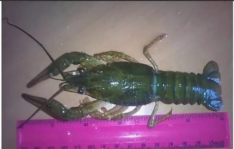 креветка вареная одна. рак с 20. картинка большого в кружкесараканожку. лобстер 200 грамм. рак с 20.