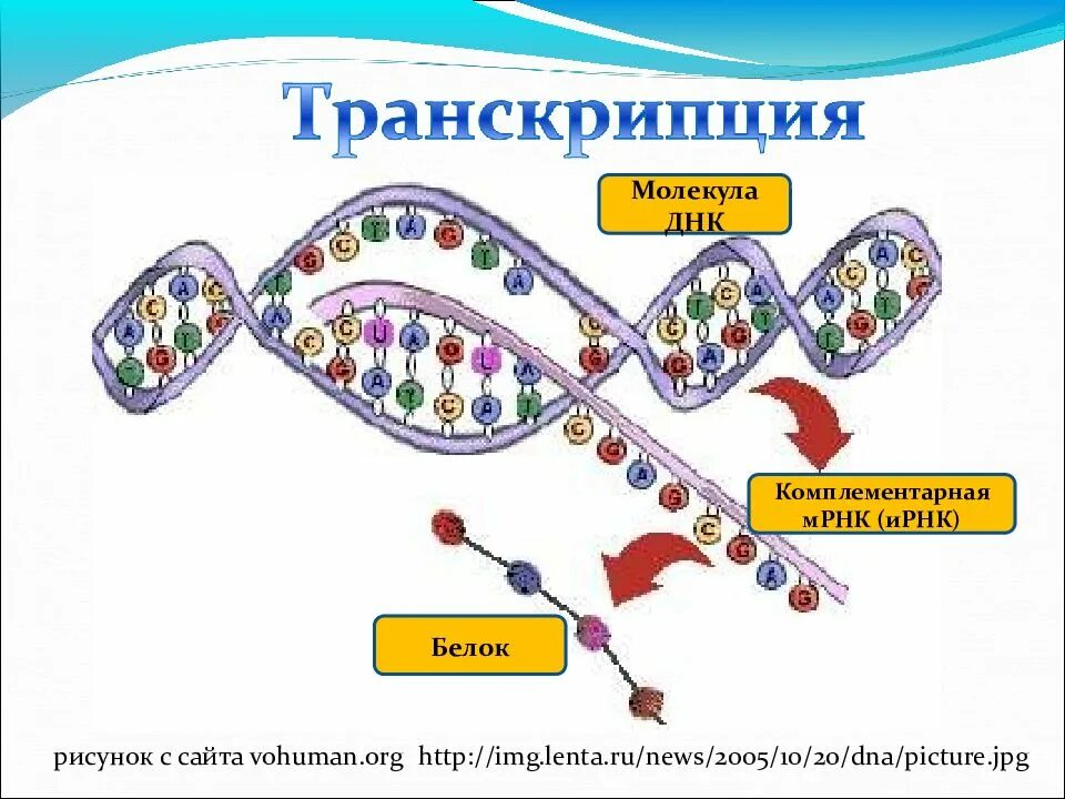 Схема транскрипции синтеза белка. Схема процесса транскрипции. Биосинтез белка регуляция транскрипции и трансляции. Транскрипция биология Синтез белков.