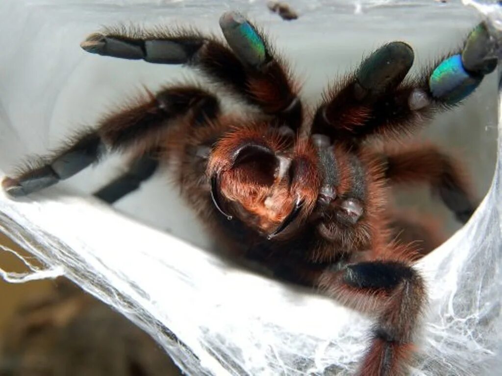 Паук птицеед Avicularia versicolor. Птицеед Голиаф хелицеры. Гваделупский птицеед. Паук птицеед в домашних условиях