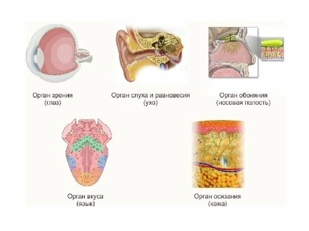 Органы чувств млекопитающих 7 класс. Строение органов чувств млекопитающих. Органы чувств части анализатора. Рецепторные поверхности органов чувств.