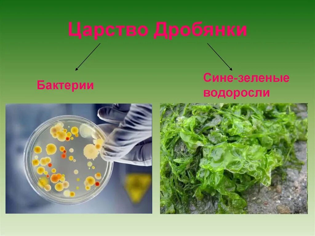 Цианобактерии относят к водорослям. Прокариоты царство дробянки. Бактерии дробянки. Строение дробянки. Царство дробянки протоктисты грибы.