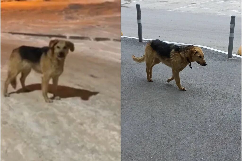 образец жалобы на собак. жалоба на лай соседской собаки. пожаловаться на собак. заявление на хозяина собаки. жалоба на хозяина собаки.
