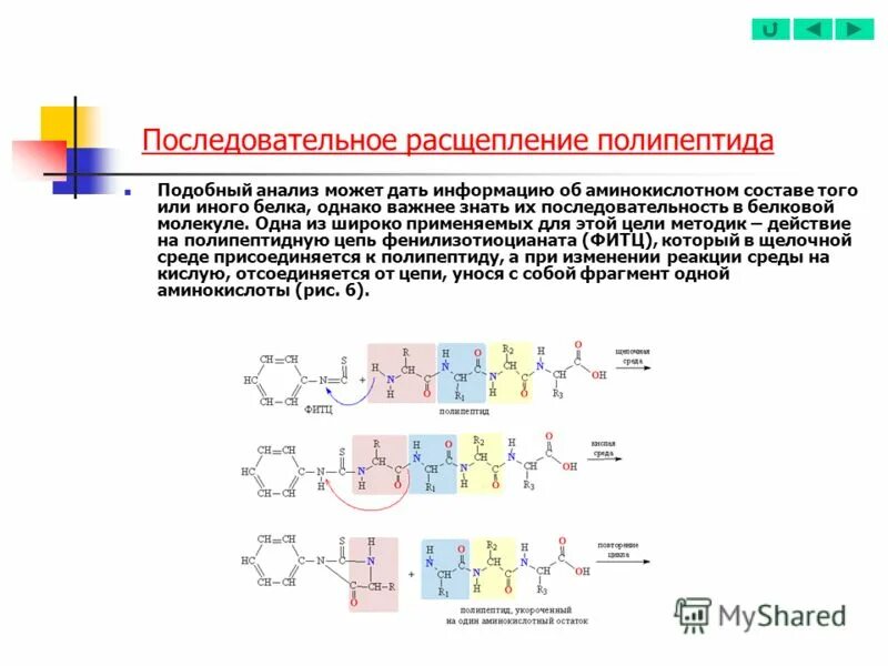 схема расщепления ферментов. расщепление белковых молекул. энзимы молекула. расщепление белковых молекул. расщепление белковых молекул.