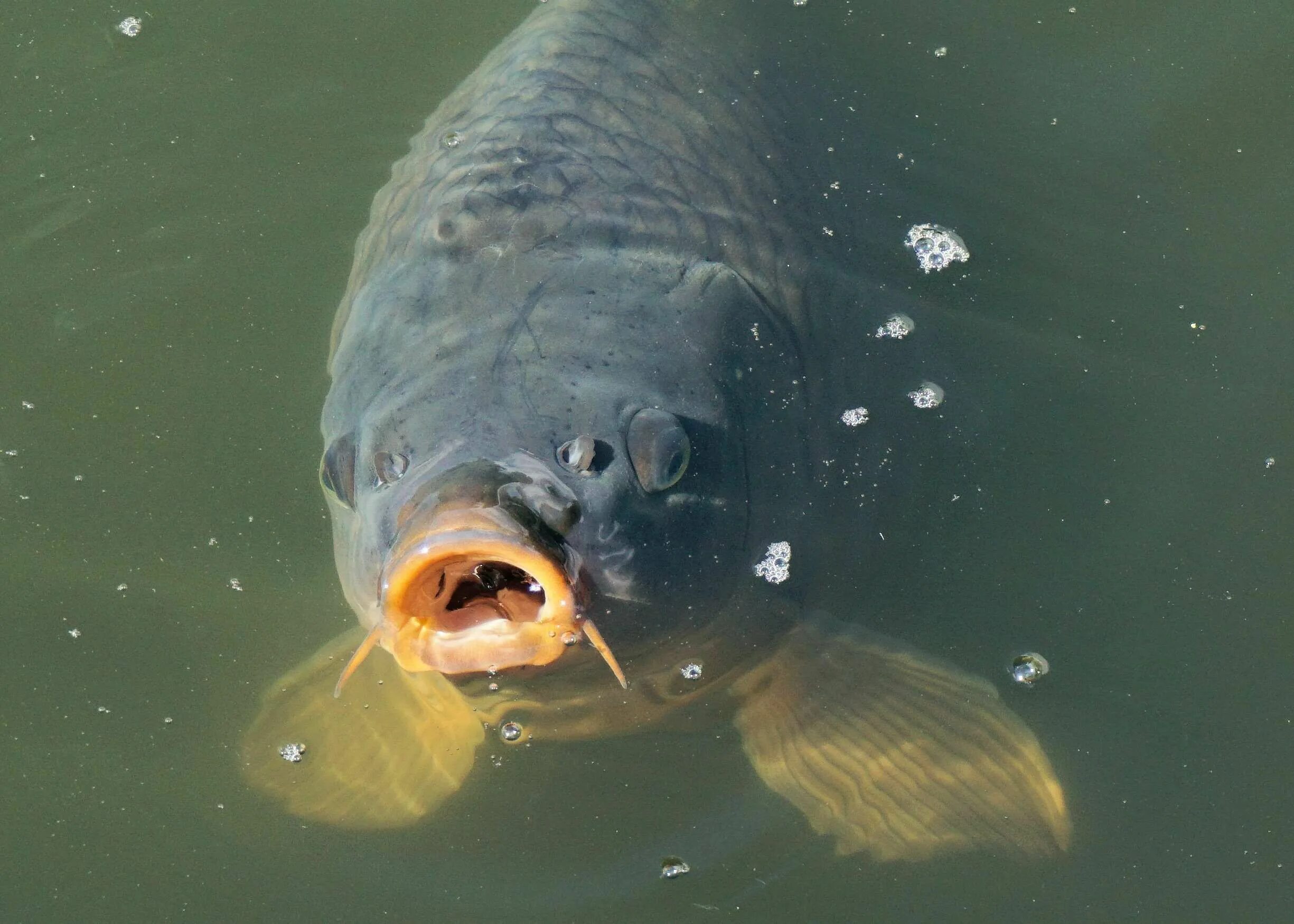 Underwater Carp Изображения: просматривайте стоковые фотографии, векторные изобр
