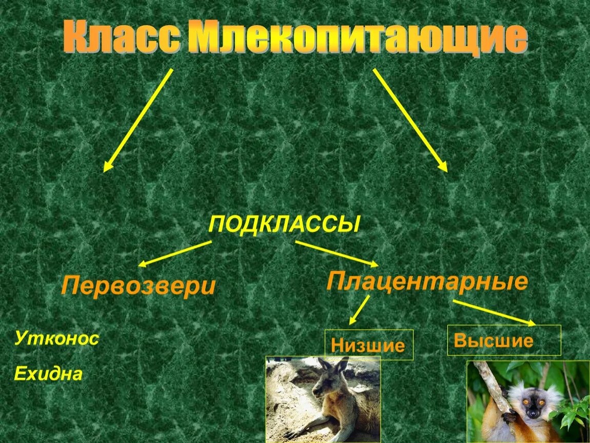 Отряды млекопитающих. Подкласс Первозвери. Высшие млекопитающие отряды. Подклассы млекопитающих.