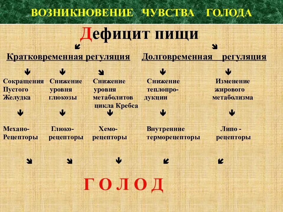 Голод в желудке после еды причины