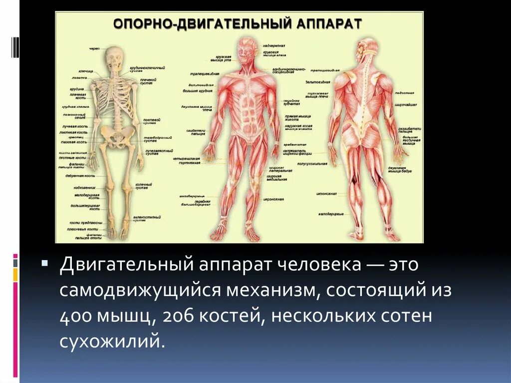 К нарушениям опорно двигательного аппарата относят. Опорно-двигательный аппарат человека. Оплрнодвигательный аппарат. Опорно даигательный Опорта. Мышцы опорно двигательного аппарата.