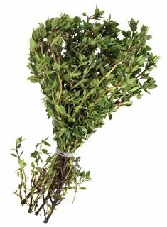 Thyme