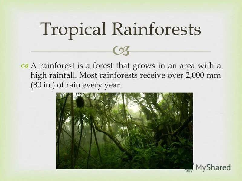 Еловый лес экосистема. There was many forests. There was many forests. Мшистый лес малайзия. Лесная экосистема.