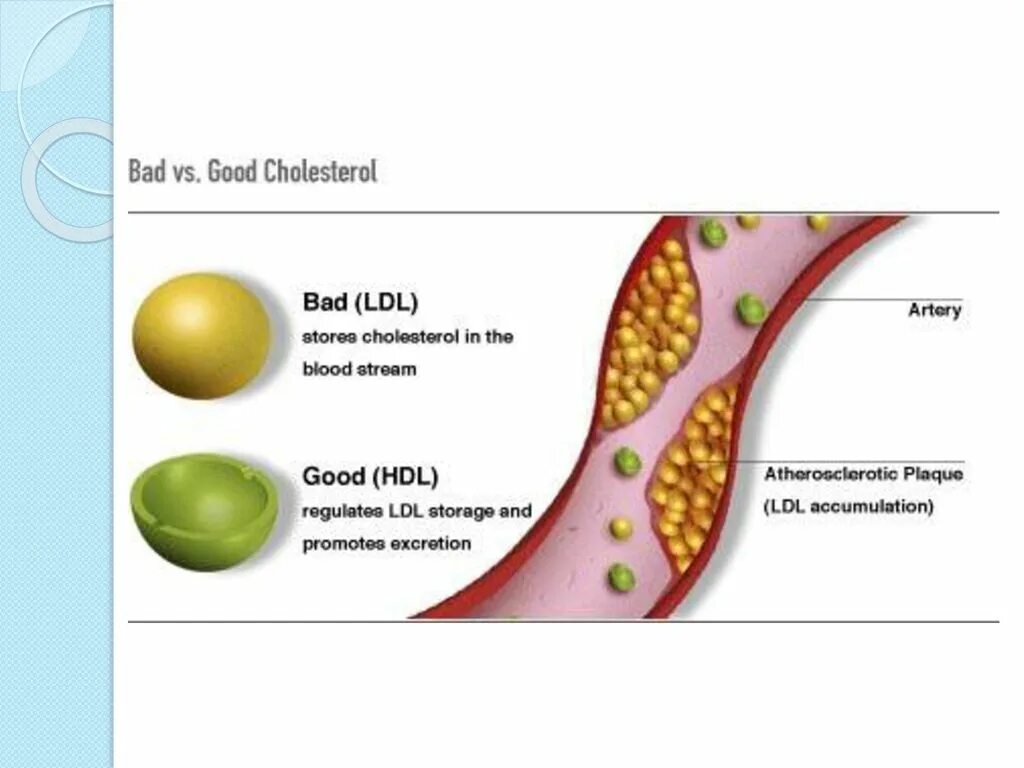Hdl cholesterol. Холестерин. хороший холестерин. плохой и хороший холестерин. hdl холестерин что это.