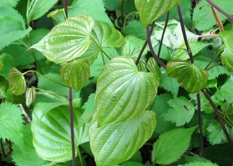 Дикий ямс применение. Диоскорея (дикий ямс). Ямс (Dioscorea). Диоскорея мохнатая. Диоскорея мохнатая дикий ямс.