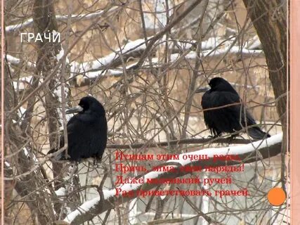 Грач остается зимовать