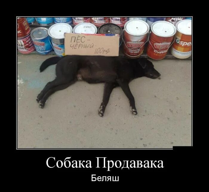 Собака беляш. Беляш демотиватор. собака демотиватор.