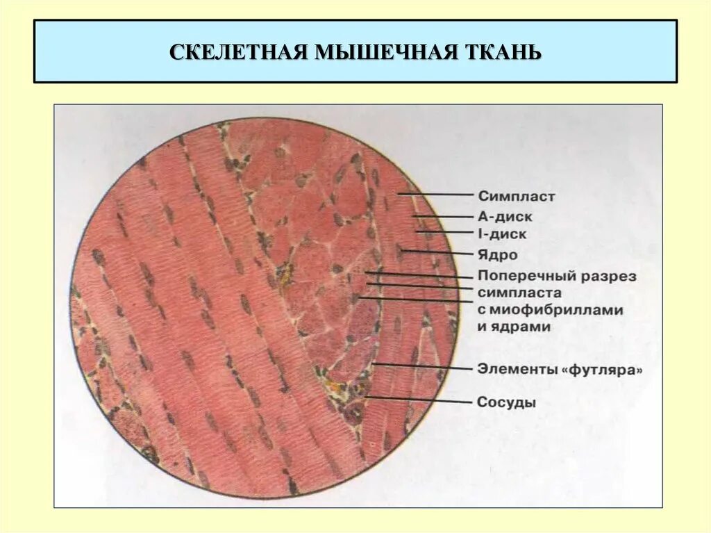 Волокна скелетных мышц под микроскопом текст