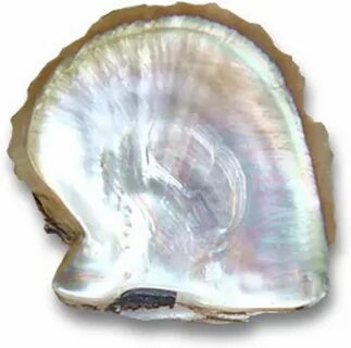 Shell pearl