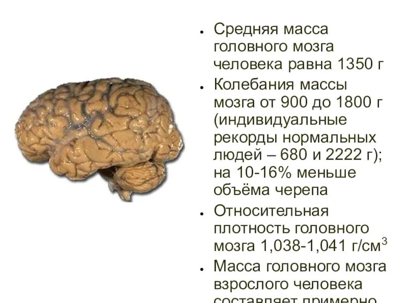 1 масса головного мозга. Средняя МКСА головного мозга. Средняя масса головного мозга. Средняя масса головного мозга человека.