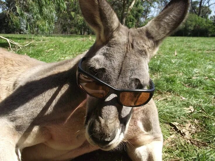 Ode all'ignoranza. Funny animals, Cute donkey, Funny animal pictures