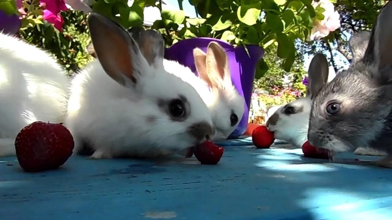 Смешные кролики. Кролик кушает. Включи видео кролики