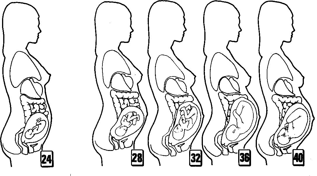 Внутренние органы при беременности 2 триместр. Расположение ребенка на 7 месяце. Организм беременной женщины. Расположение ребенка в животе по месяцам.