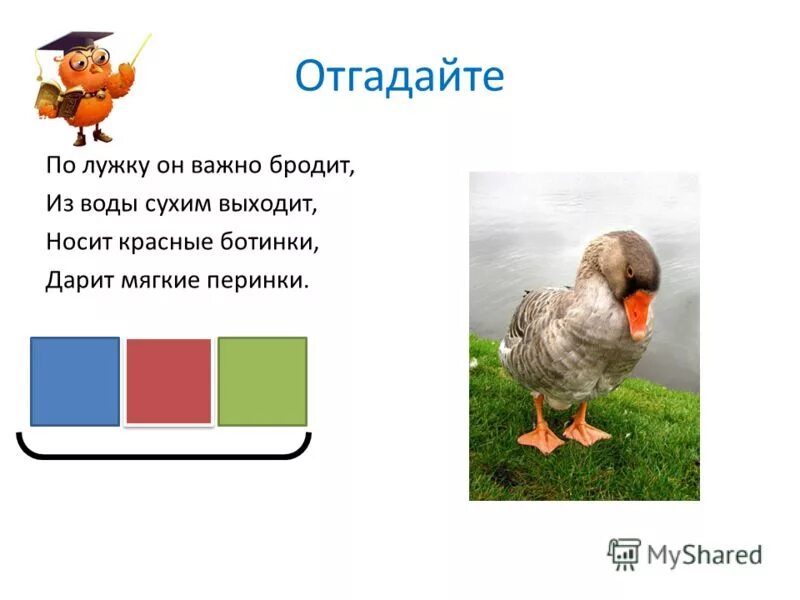 Час веселых вопросов. Загадки с подвохом с ответами. Испорченный чайный пакетик. Птицы орфограмма цы. Входит сухим выходит влажным дарит тепло.