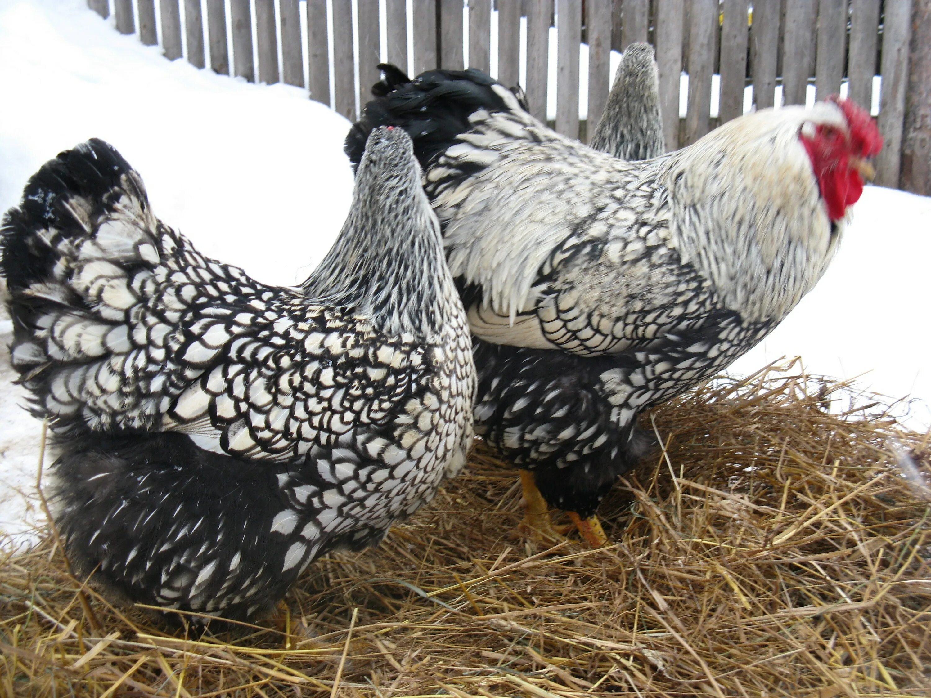 Mark's Blog: More chickens Pet chickens, Chickens backyard, Fancy chickens