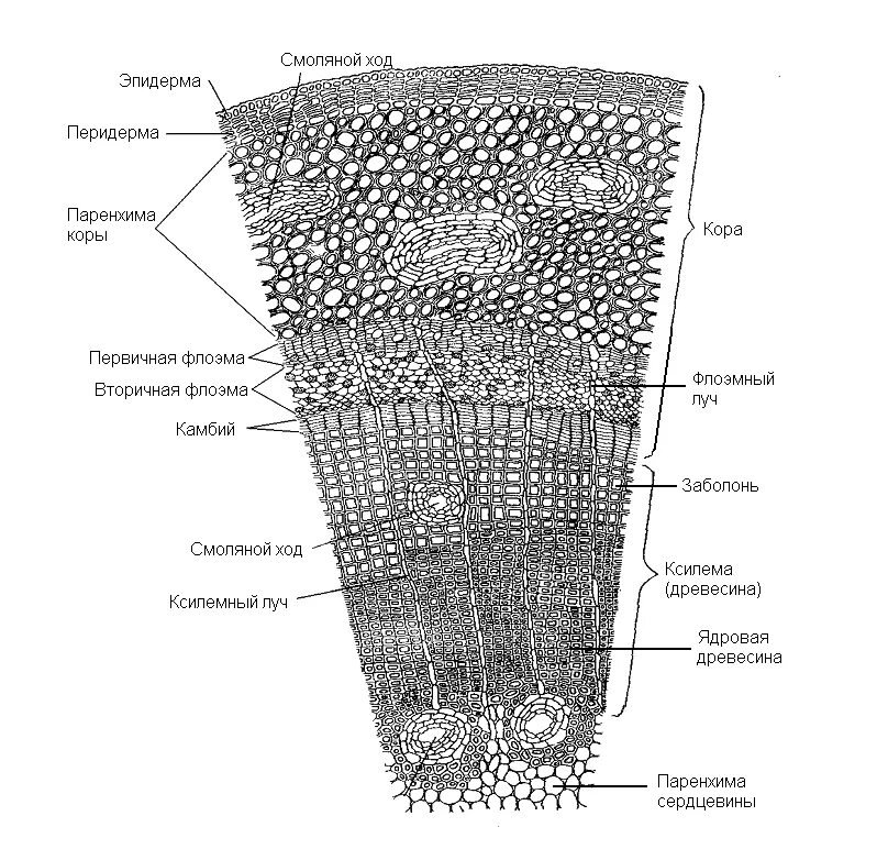 Сердцевина многолетнего стебля у растений выполняет функцию. Многолетний стебель липы поперечный срез. Внутреннее строение стебля поперечный срез. Строение поперечного среза древесного стебля. Строение стебля дерева на поперечном срезе.