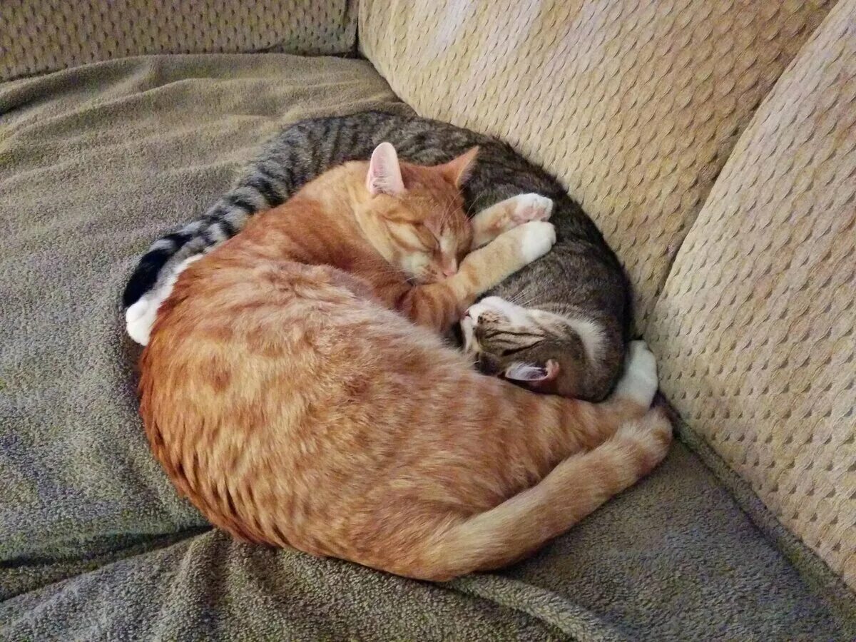 Покажи спящего кота