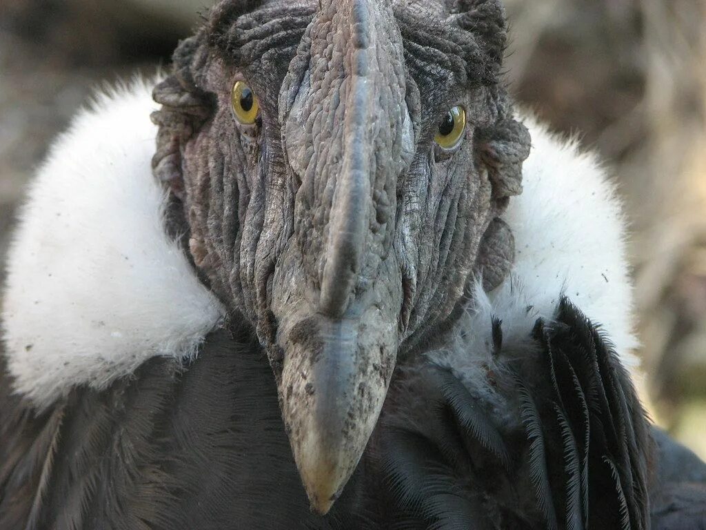 большая птица для малого бизнеса