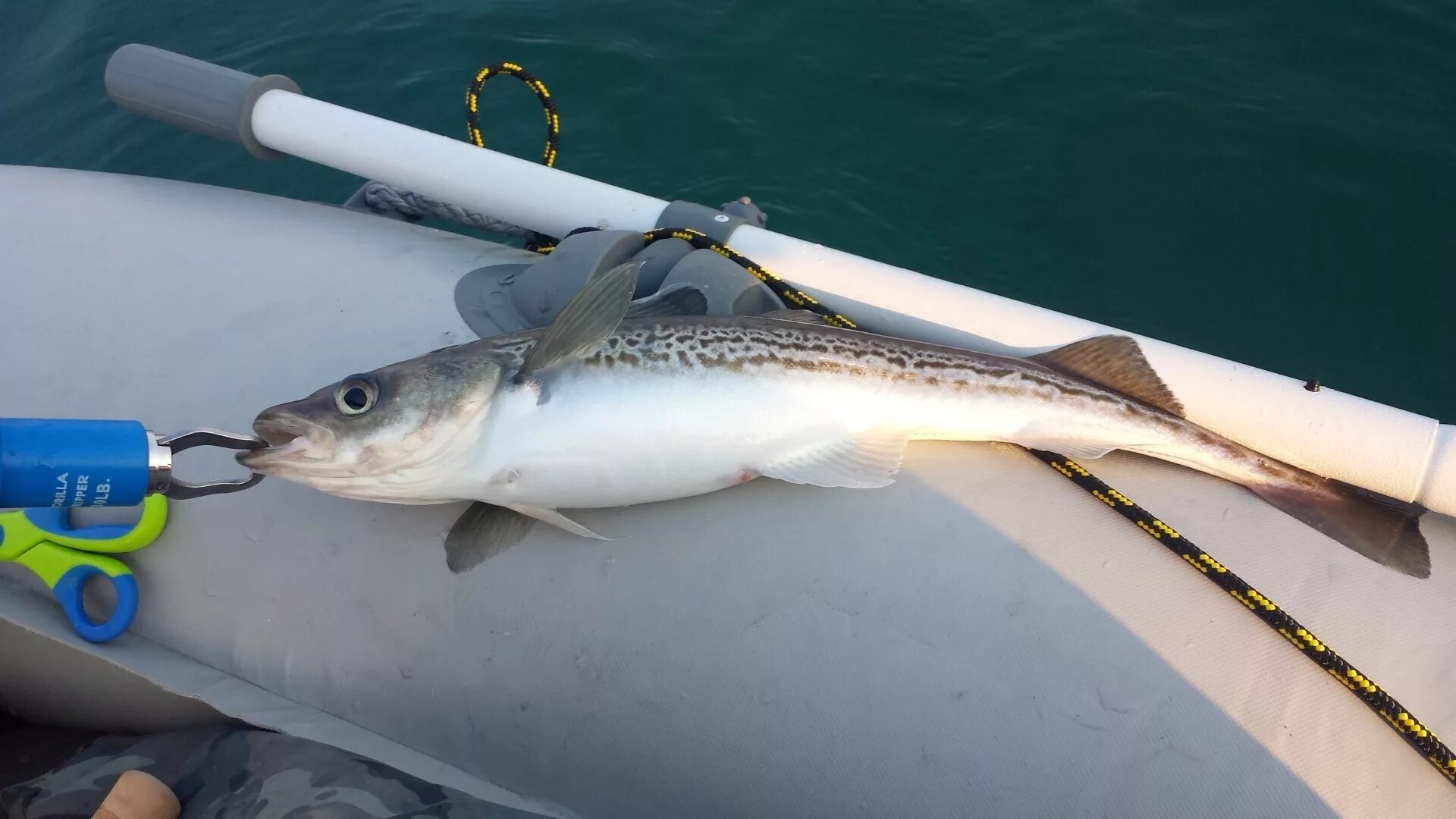 минтай рыбалка. ловля минтая. минтай рыбалка. ловля терпуга в приморье. минтай рыба живая.