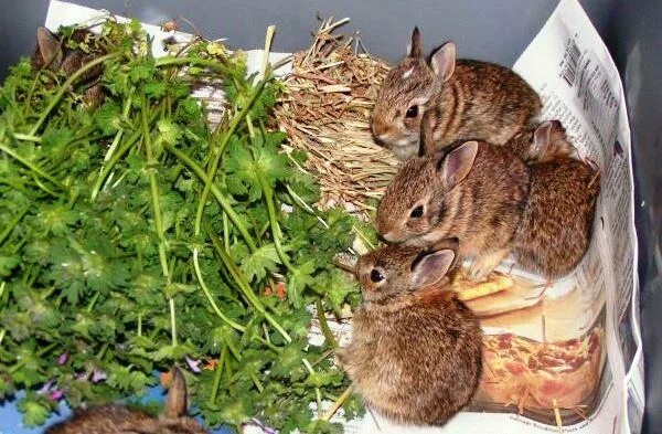 Какую траву можно давать кроликам. Свежая трава для кроликов. Трава для декоративных кроликов. Крупы для декоративных кроликов. Еда для кроликов домашних.