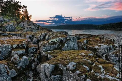 Белое море лес