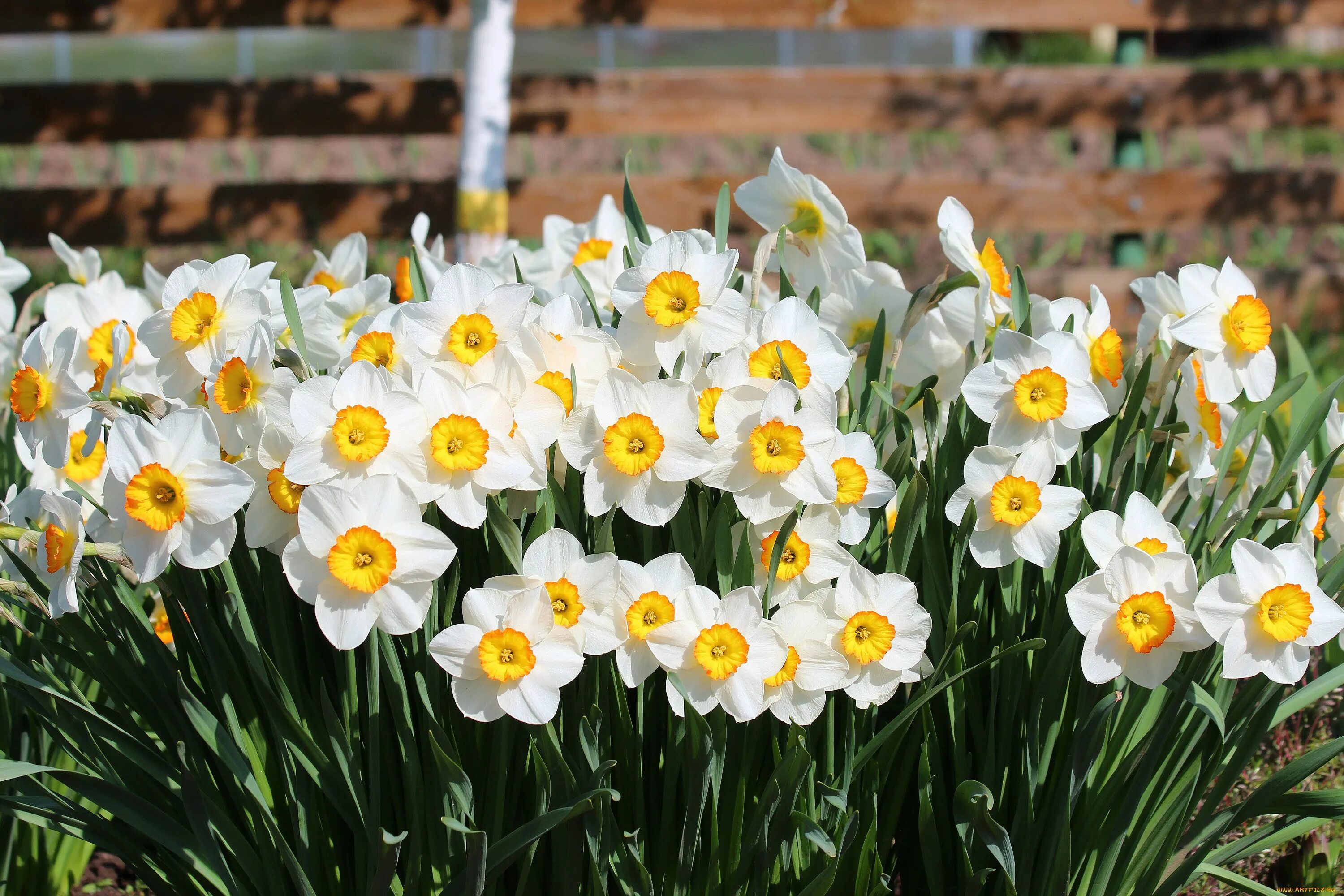 Нарциссы в апреле