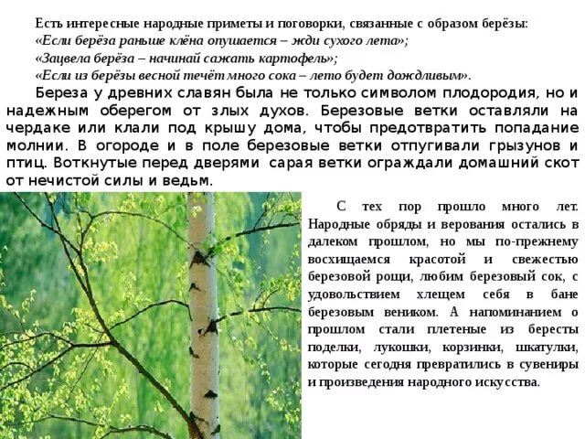 Народные приметы о Березе. Приметы о Березе для детей. Приметы связанные с березой. Нарожные приметы бюеразф.