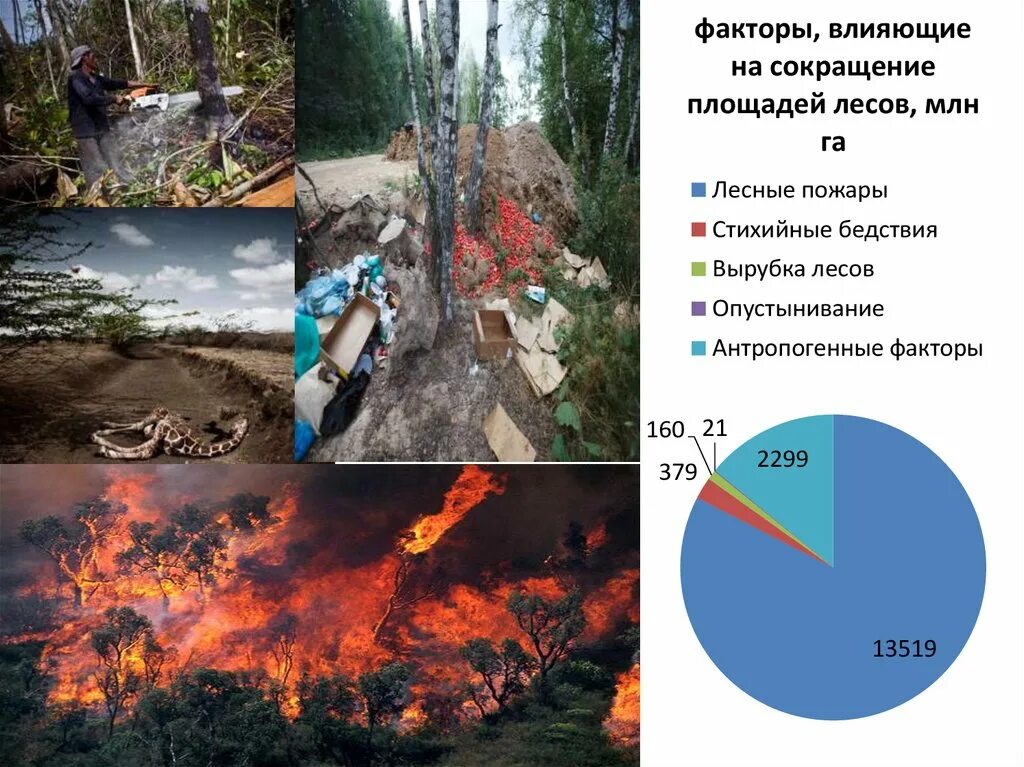 Факторы влияющие на лес. Сокращение площади лесов. Уничтожение лесов факторы влияния. Факторы влияющие на площадь лесов.