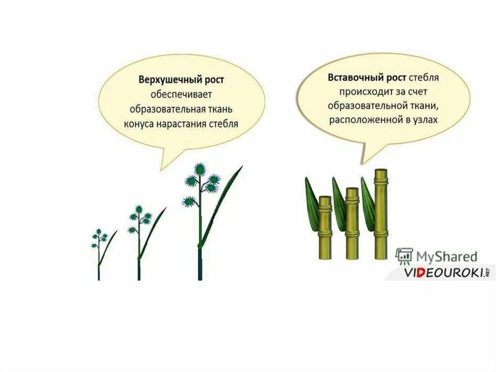 Верхушечный и вставочный рост побегов. Вставочный и верхушечный рост растений. Рост стебля верхушечный и вставочный. Вставочный рост стебля.