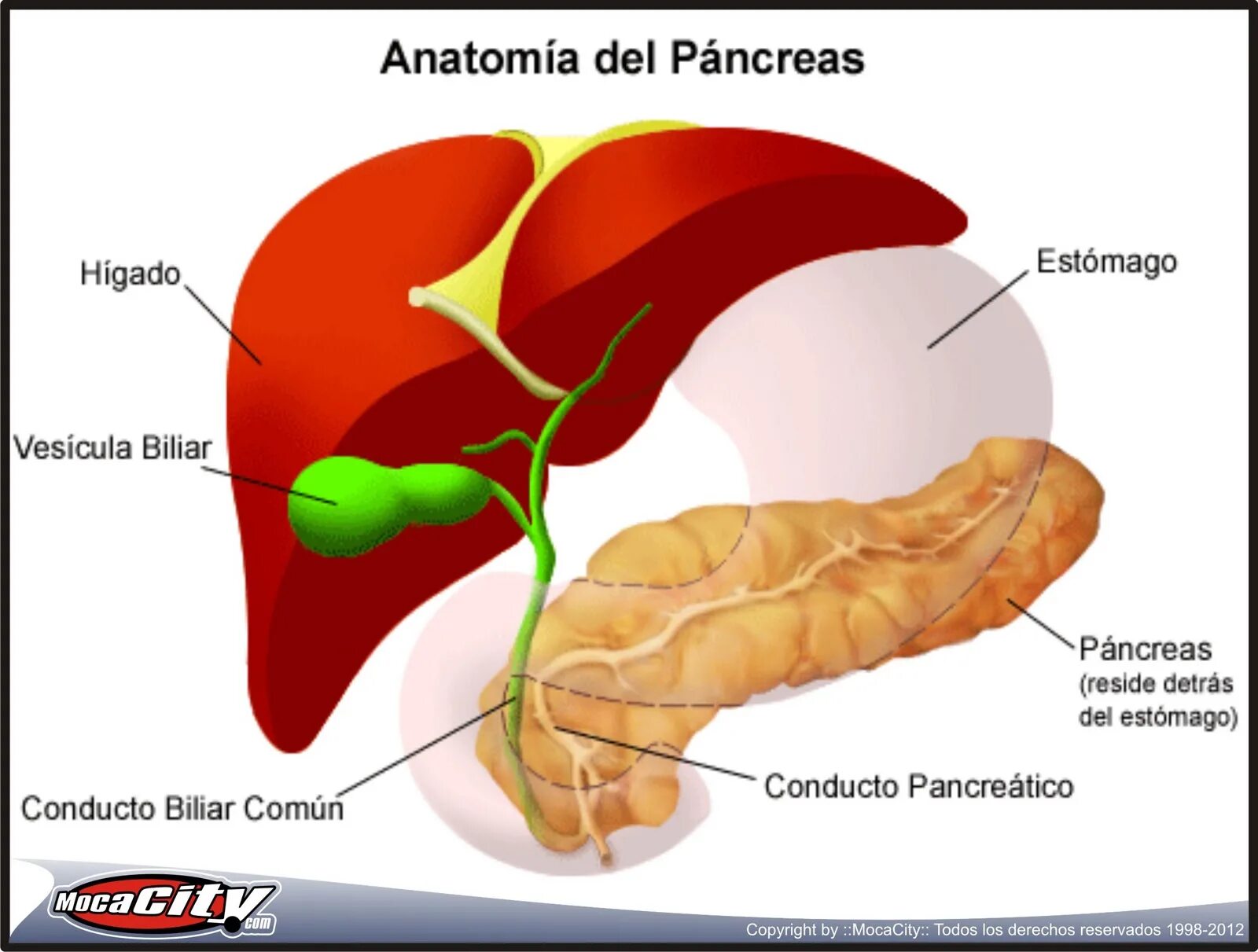Протоки печени и желчного пузыря анатомия. Желчный пузырь анатомия человека фото. Протоки печени человека. Анатомия печень желчный пузырь желудок. Протоки печени человека.