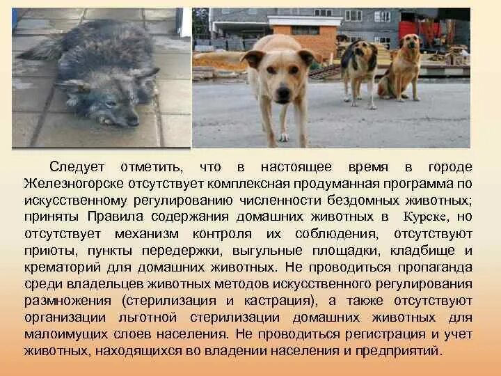Содержание животных кратко. Регулирование численности бездомных собак. международный опыт регулирования численности бездомных животных. учет численности безнадзорных животных. стерилизация бездомных собак бесплатно курск.