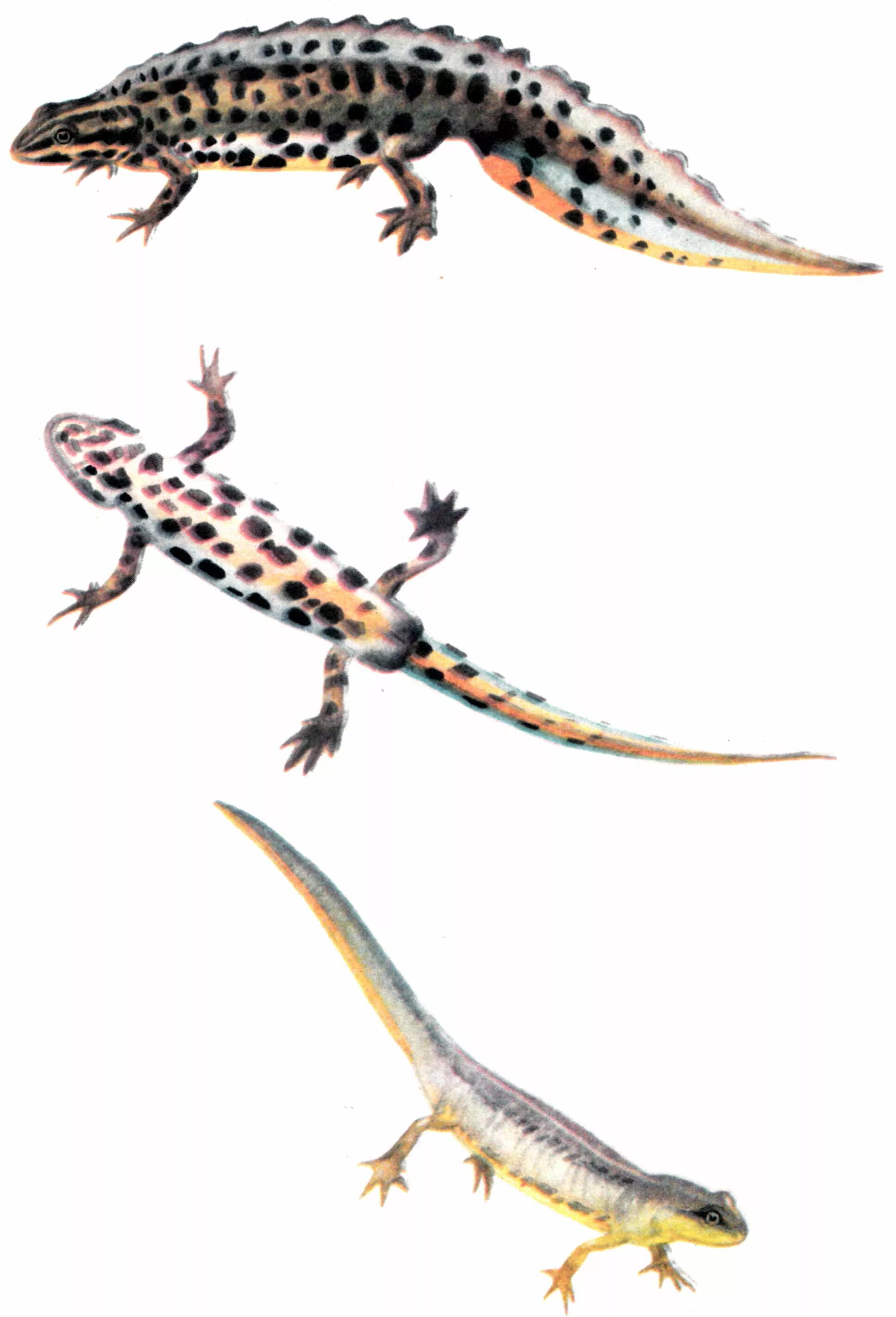 тритон испанский иглистый белый. гребенчатый тритон красная книга. регенерация тритона. отряд хвостатые тритон гребенчатый. так называли тритона.